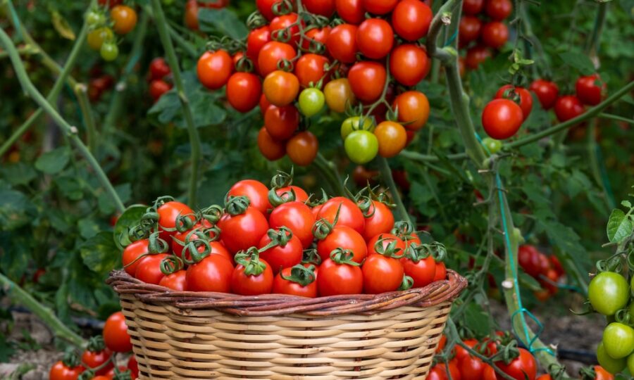Pěstování zeleniny na balkóně