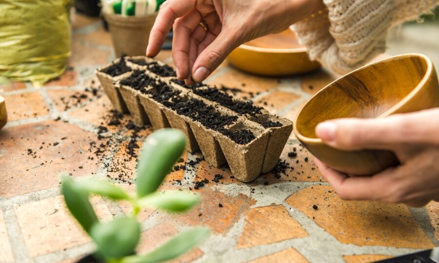 Jak správně na předpěstování zeleniny