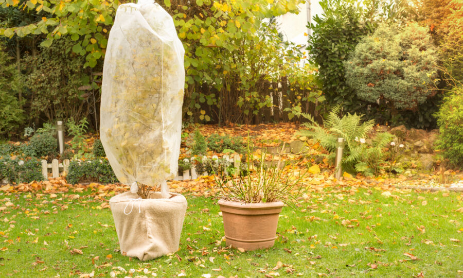 Jak zazimovat rostlinu