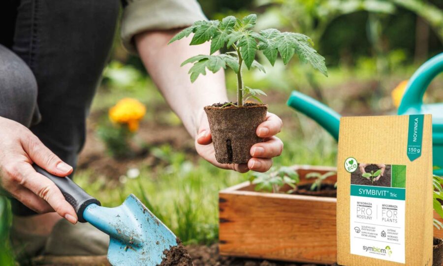 Výsev s mykorhizou - výživa rostliny