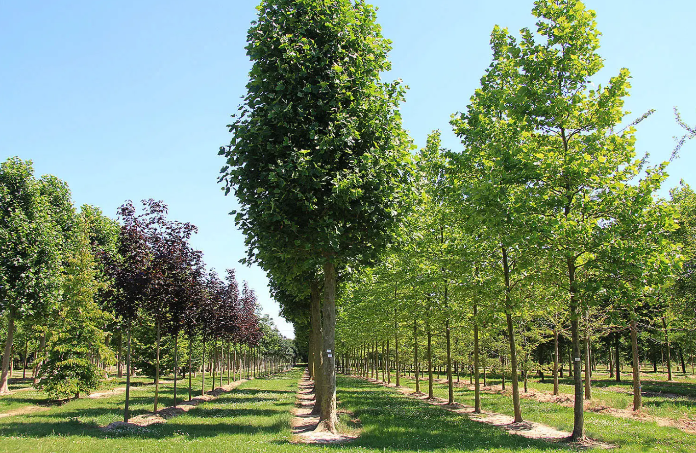 Balové a vzrostlé stromy