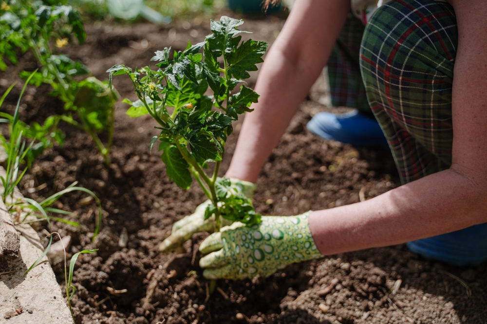 Výsadba s mykorhizou - poznejte její sílu