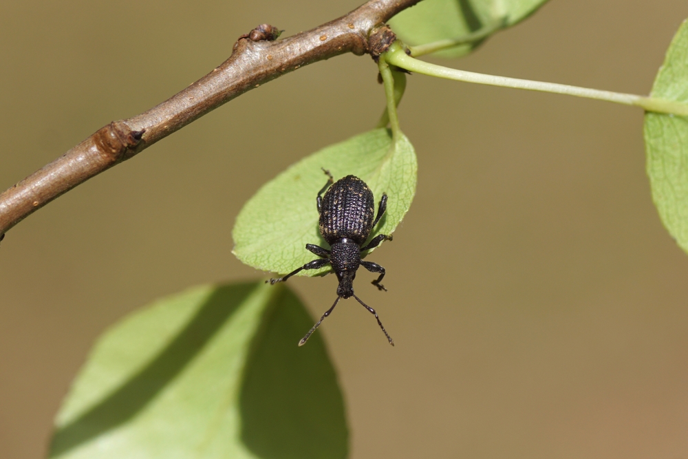Lalokonosec na zahradě: jak ho poznat a zastavit, než bude pozdě