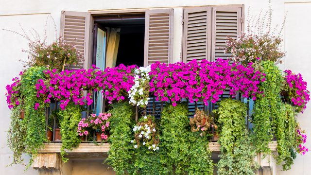 Balkonové rostliny