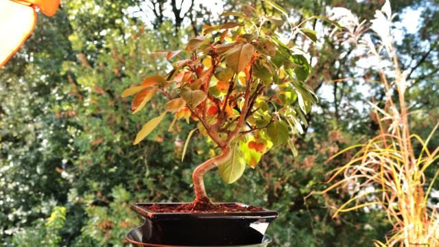 Balkonové ovocné stromky