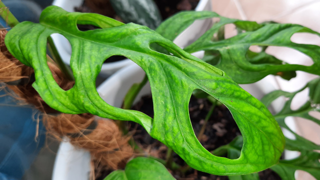 Ekologicky pěstované pokojové rostliny