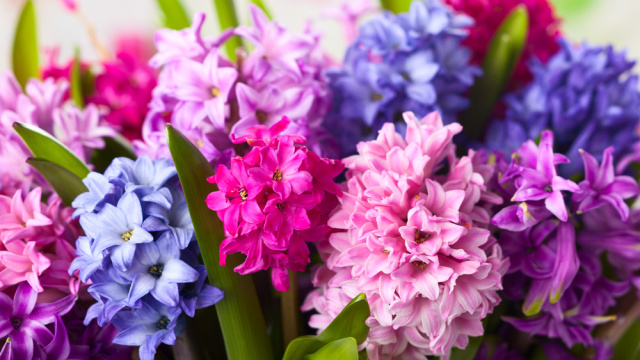 Hyacinty