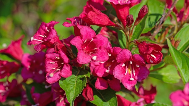 Keře okrasné květem