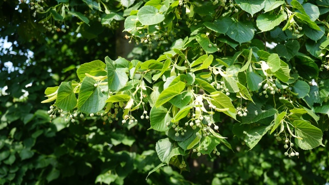 Listnaté stromky a stromy