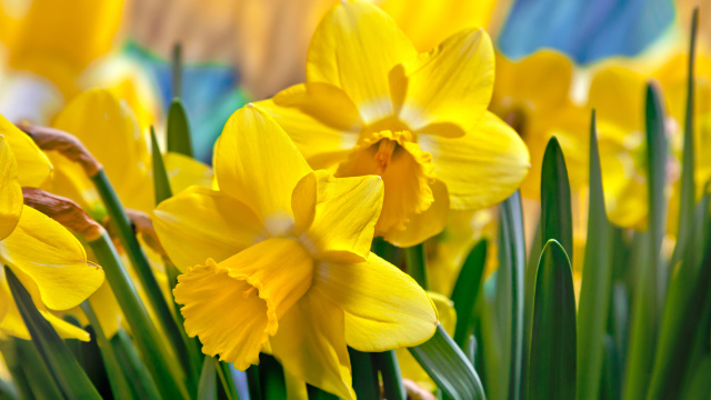Narcisy