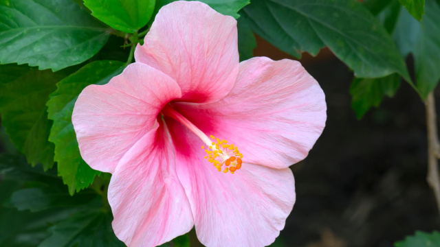 Pokojové rostliny okrasné květem