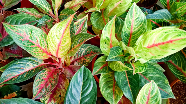 Pokojové rostliny okrasné listem