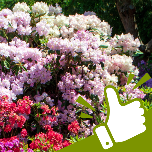 Rododendrony a azalky