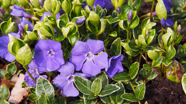 Půdopokryvné rostliny