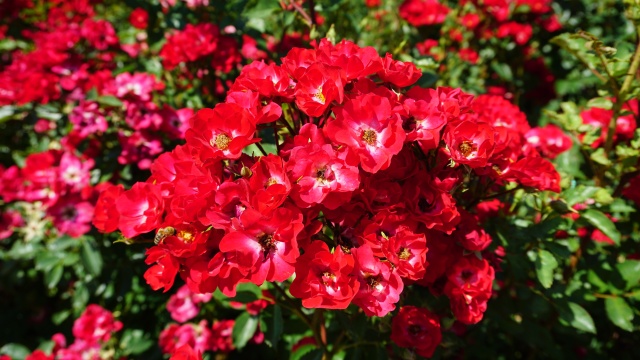 Půdopokryvné růže