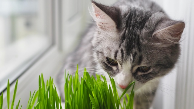 Rostliny pro domácí mazlíčky
