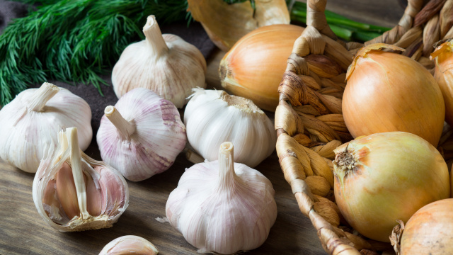 Sadba česneku a cibule
