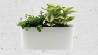 Truhlíky s pokojovými rostlinami