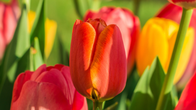 Tulipány