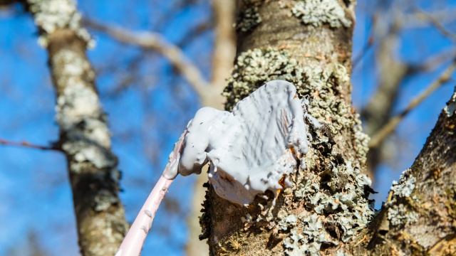Údržba květin a stromů