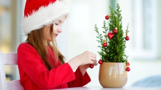 Vánoční stromky v květináči