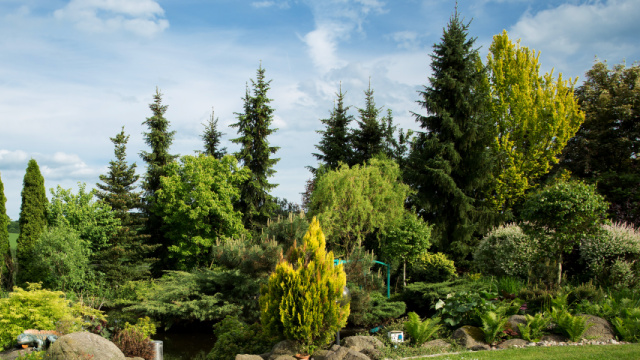 Vzrůstné jehličnany