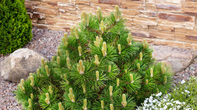 Zakrsle rostoucí jehličnany