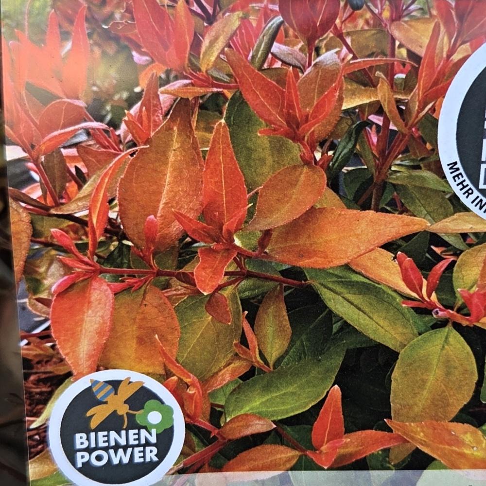 Keře okrasné květem - Abélie velkokvětá Caramel Charm květináč 6 litrů