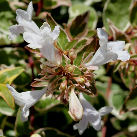 Keře okrasné květem - Abélie velkokvětá 'Confetti' květináč 10 litrů, výška 40/60cm, keř