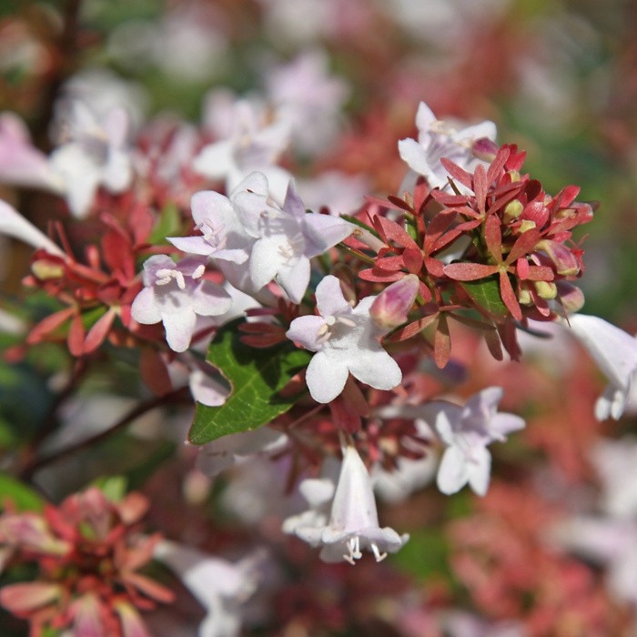 Keře okrasné květem - Abélie velkokvětá květináč 2,5 litru, výška 25/30cm, keř