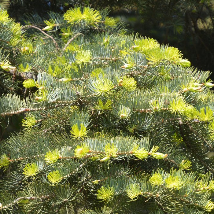 Zakrsle rostoucí jehličnany - Abies concolor 'Piggelmee'