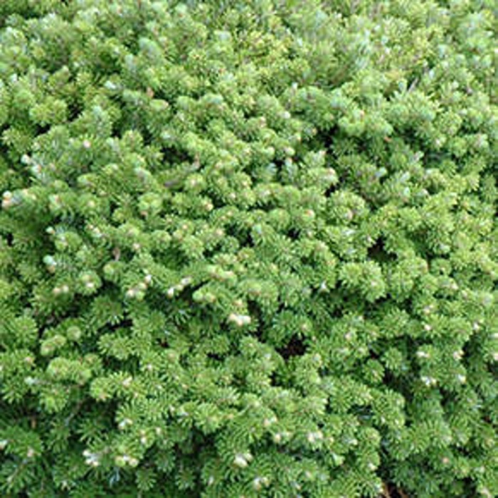 Zakrsle rostoucí jehličnany - Abies koreana 'Silberkugel'