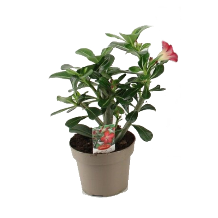 Kaktusy a sukulenty - Adénium ztloustlé Anouk květináč 14cm