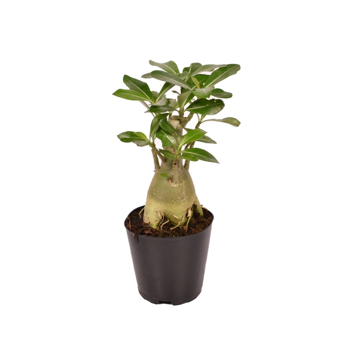 Pokojové rostliny okrasné květem - Adénium ztloustlé květináč 12cm