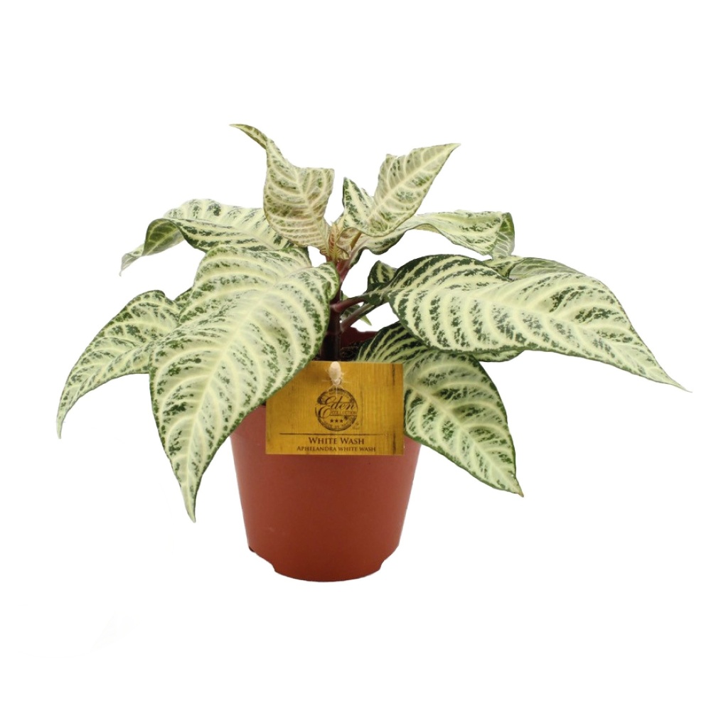 Okrasné pokojové rostliny - Afelandra drsná White Wash květináč 12cm