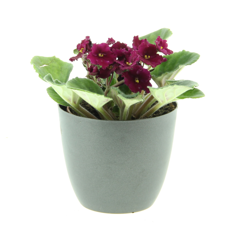 Kvetoucí pokojové rostliny - Africká fialka MIX květináč 10,5cm