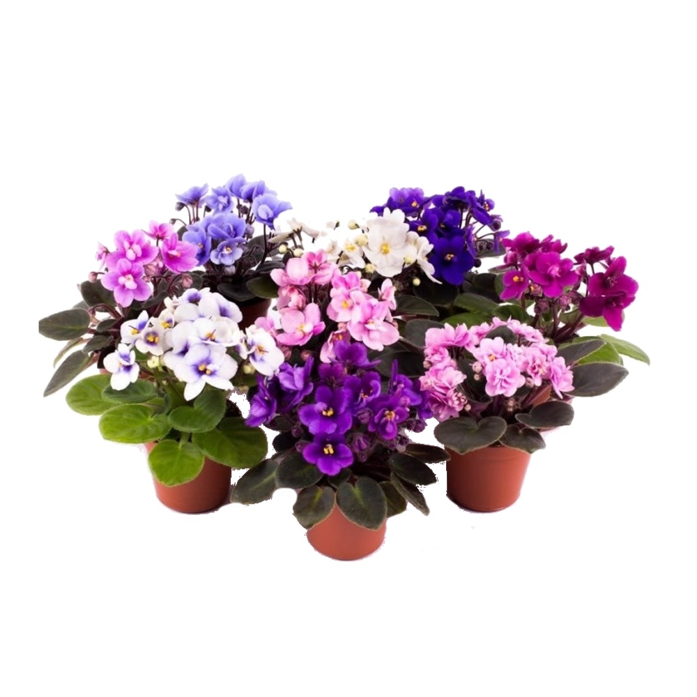 Africká fialka MIX květináč 10,5cm-0