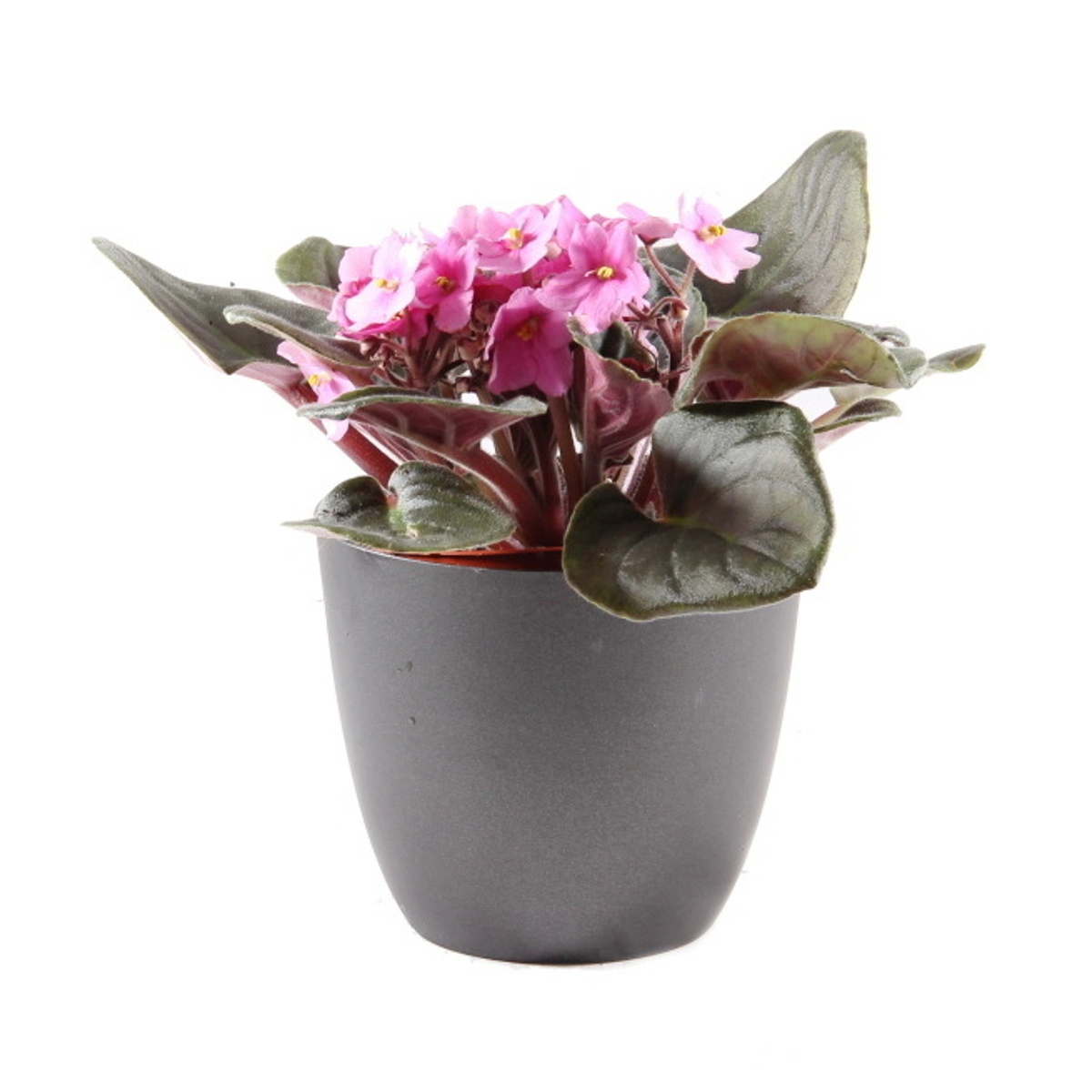 Kvetoucí pokojové rostliny - Africká fialka MIX květináč 12cm