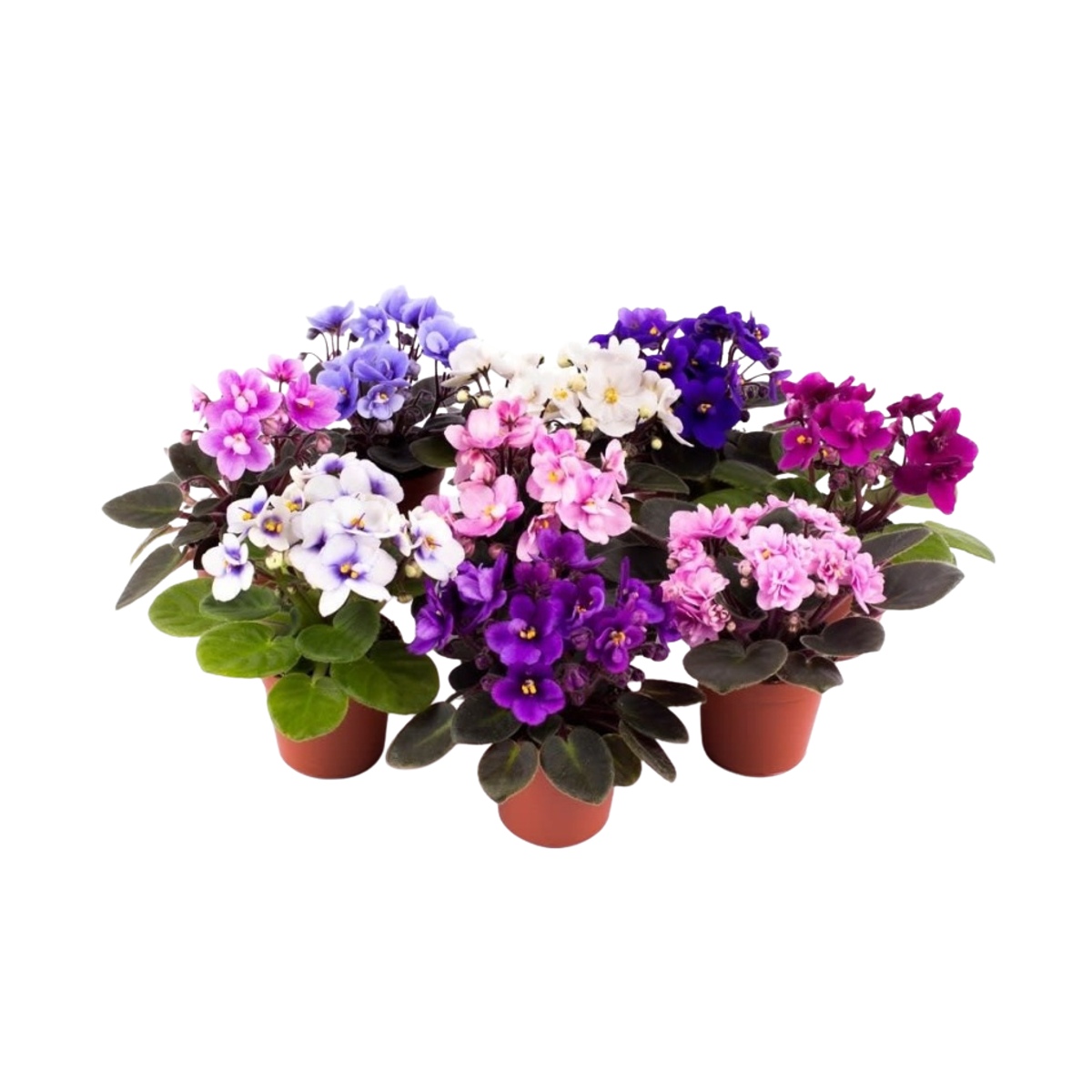 Africká fialka MIX květináč 12cm-0