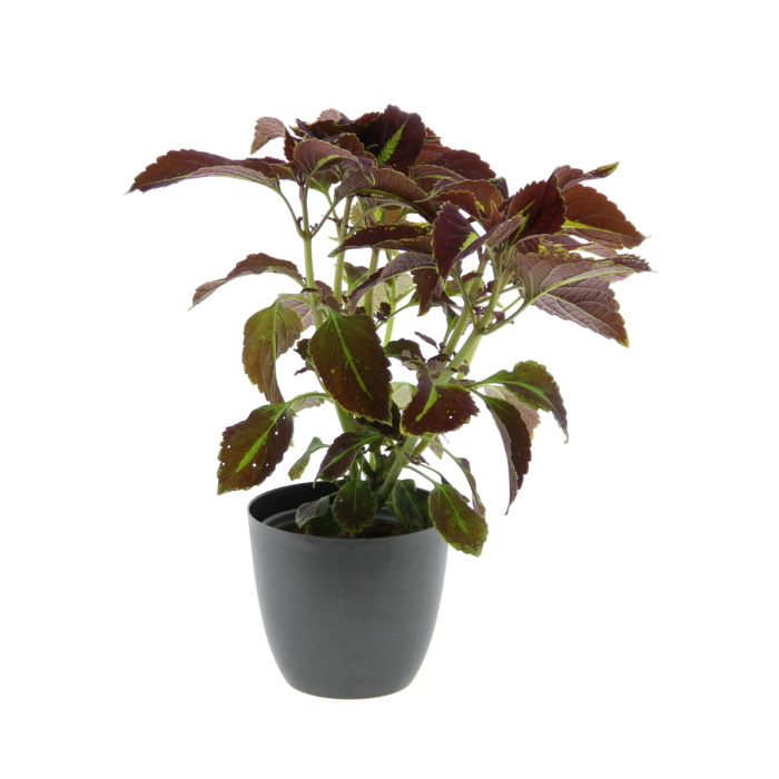 Balkonové květiny - Africká kopřiva, pochvatec mix květináč 11cm