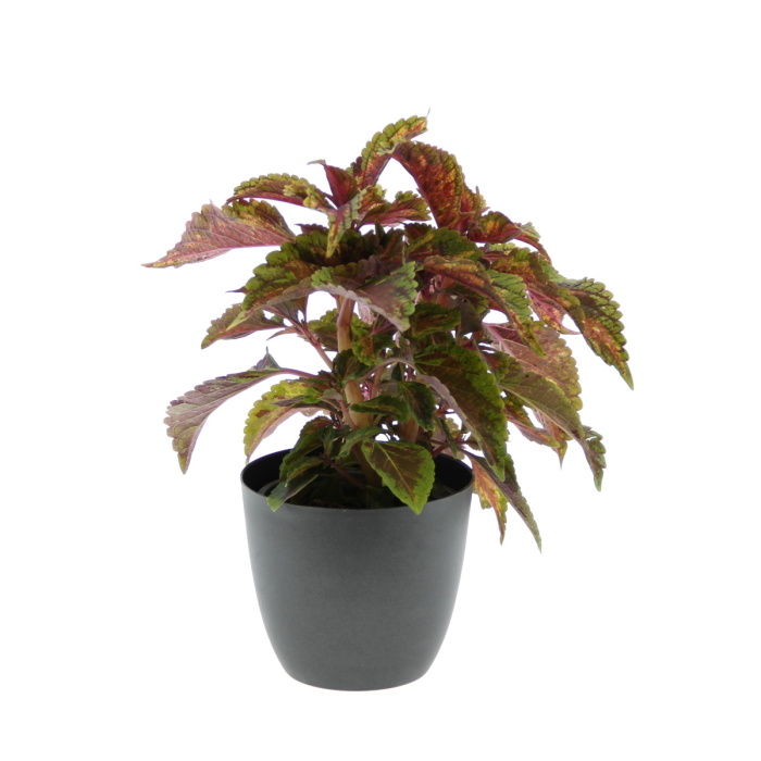 Africká kopřiva, pochvatec mix květináč 11cm-0