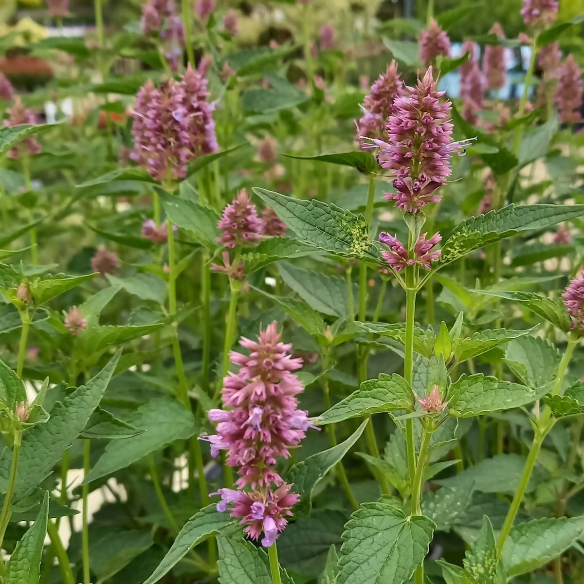 Na slunce - Agastache Beelicious Purple květináč 2 litry