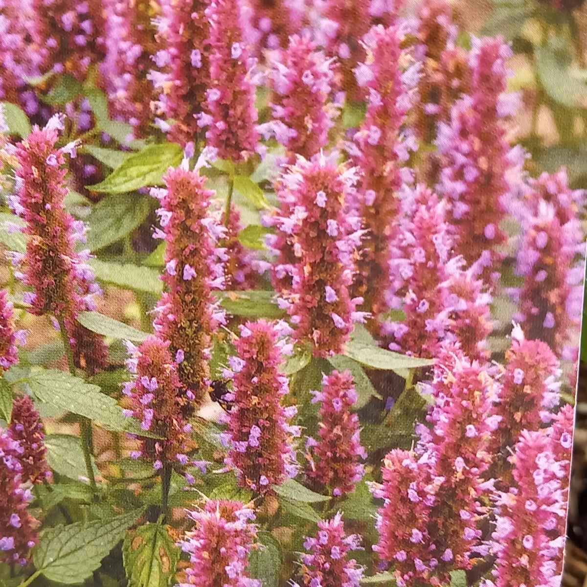 Agastache Beelicious Purple květináč 2 litry-0