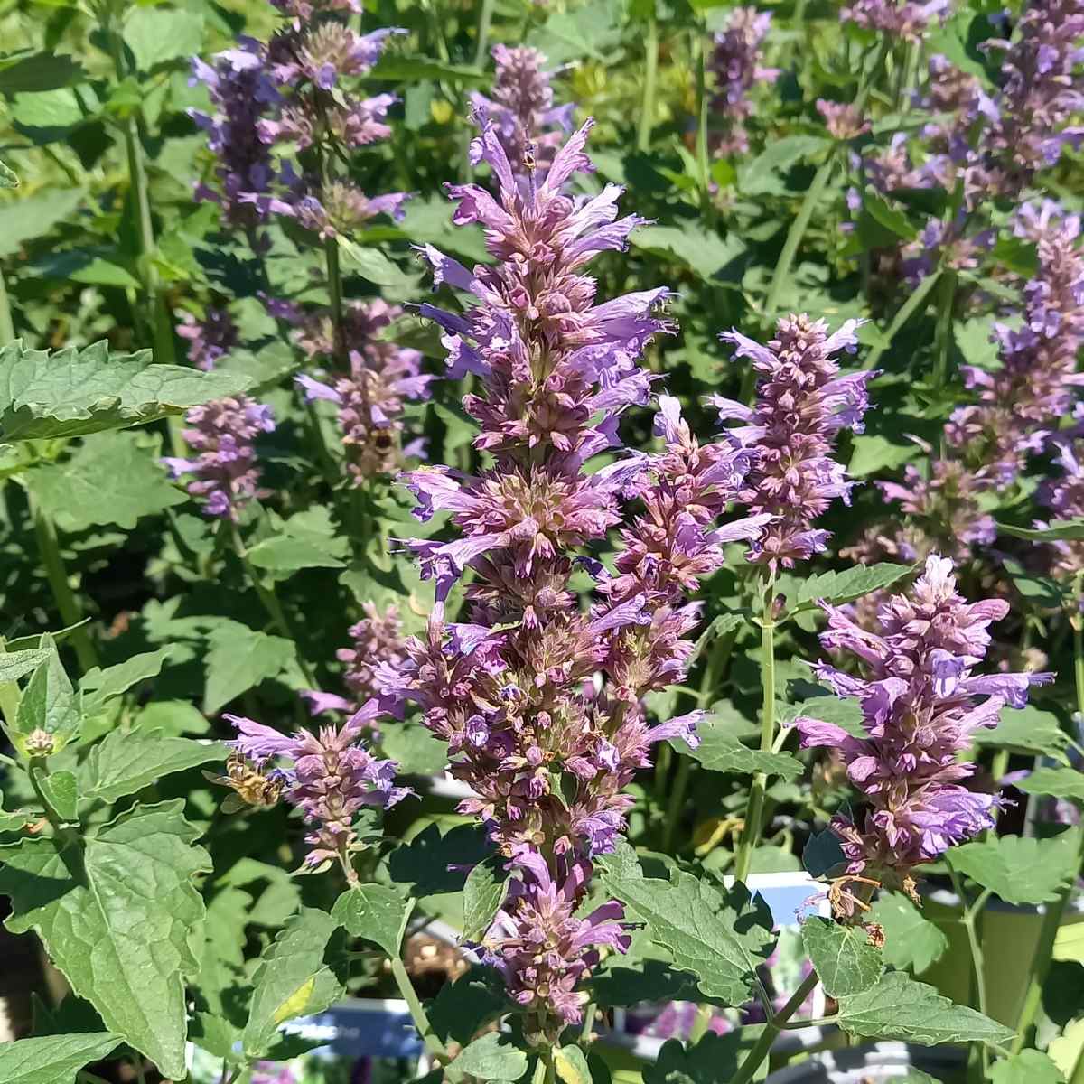 Na slunce - Agastache Blue Boa 3 litry