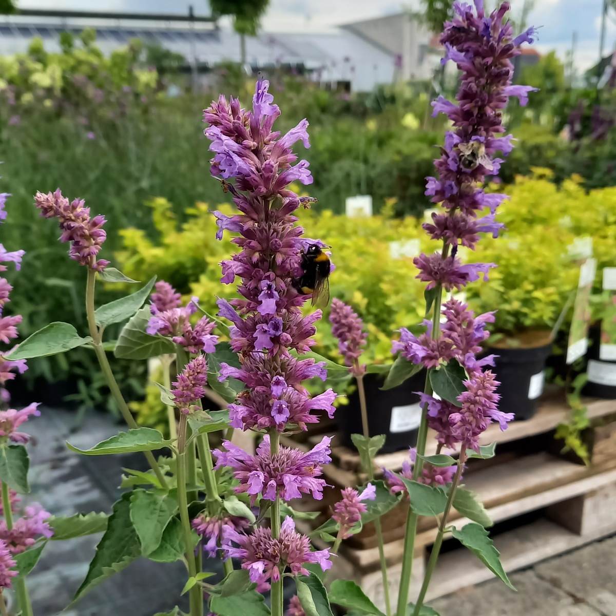 Agastache Blue Boa 3 litry-0