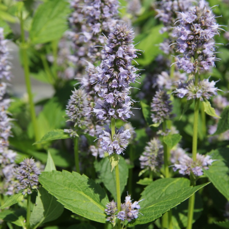 Na slunce - Agastache 'Blue Fortune' 9cm