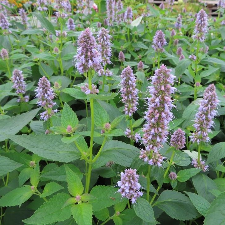 Na slunce - Agastache 'Blue Fortune' květináč 15cm