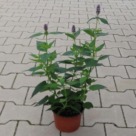 Agastache 'Blue Fortune' květináč 15cm-0