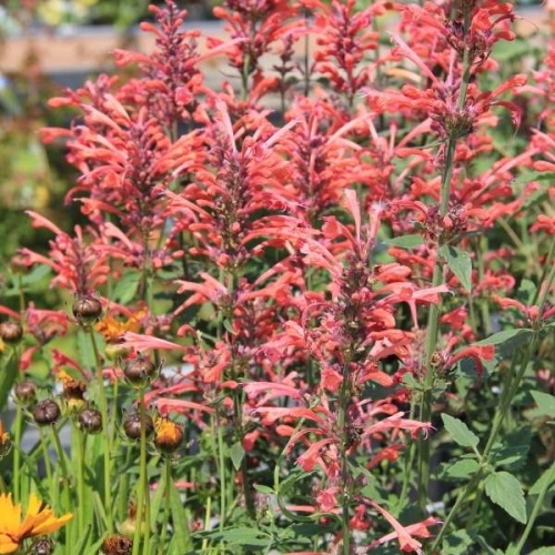 Na slunce - Agastache Kudos Coral®  13cm