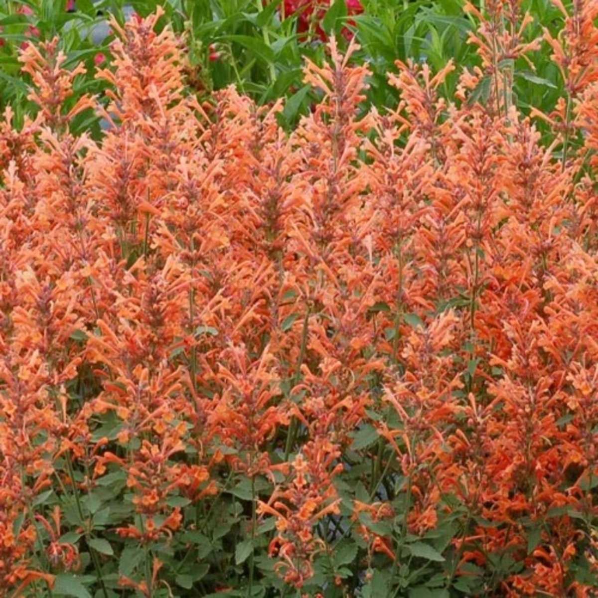 Na slunce - Agastache Kudos Mandarin květináč 13cm